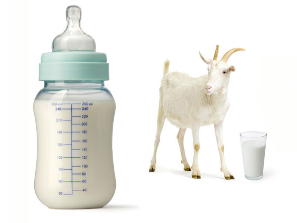 ¿Debo elegir una fórmula infantil con leche de cabra?
