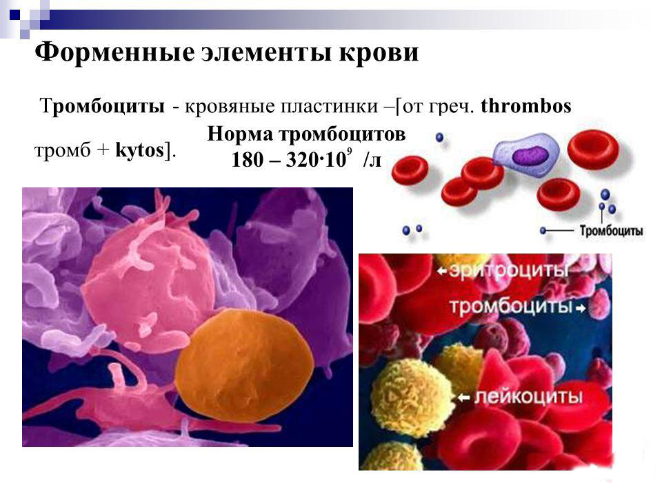 Пониженные лейкоциты в крови у женщин лечение. Тромбоциты в крови. Нормальное количество тромбоцитов в крови у женщин. Норма форменных элементов в крови. Норма тромбоцитов в периферической крови.
