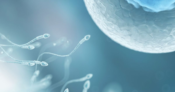 ¿Cómo afecta la movilidad de los espermatozoides el éxito de la concepción?