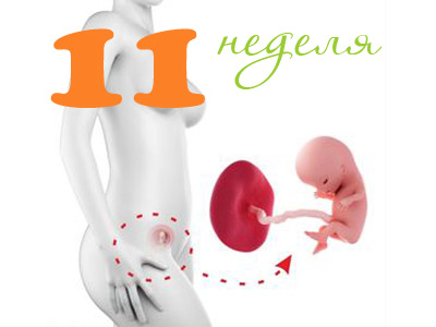 El primer trimestre del embarazo: ¿Cómo se desarrolla el feto durante la 11° semana?